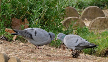 Pigeon colombin